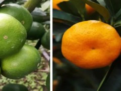 这12个品种陆续上市！在砂糖橘沃柑疯狂扩种时，我们该种啥？