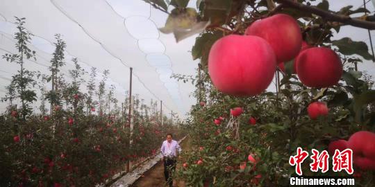 图为灵台县矮化果园里种出的苹果。　魏建军 摄