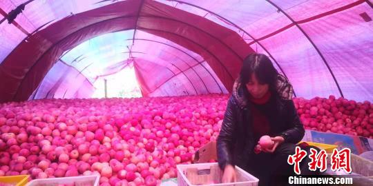 图为农户分拣采摘好的苹果。　魏建军 摄