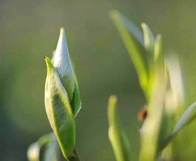 南山白毛茶