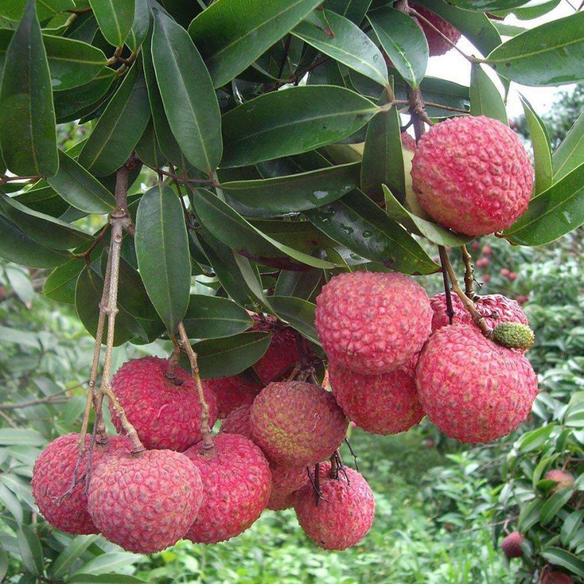 香山鸡嘴荔枝