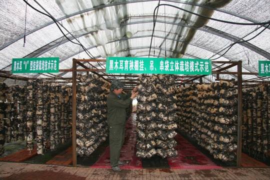 黑龙江省牡丹江市——中国食用菌之城