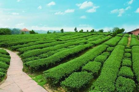 四川省蒲江县——中国绿茶之乡