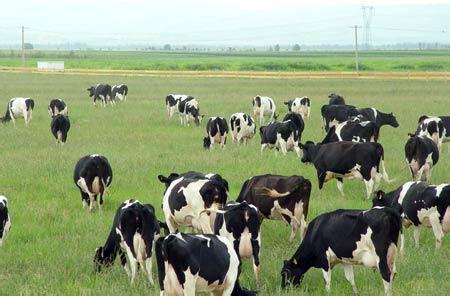 黑龙江省安达市——中国奶牛之乡