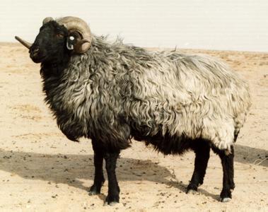 鄂尔多斯市东胜区——中国三北羊之乡