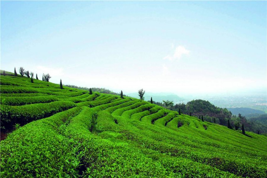 灵山茶叶