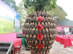 全州安和举行第四届“都庞香芋•淮山”文化活动，8.4斤的芋头和28.2斤的淮山惊艳全场
