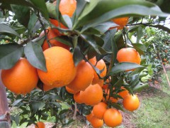 右桂夏橙