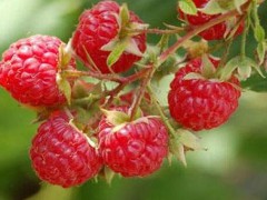 东陵红树莓