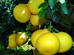 儋州蜜柚