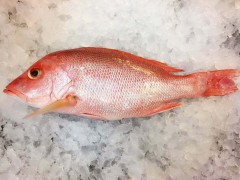 儋州红鱼