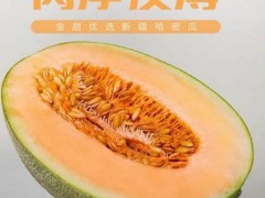 淖毛湖哈密瓜