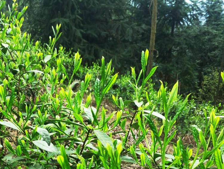 宜章莽山绿茶
