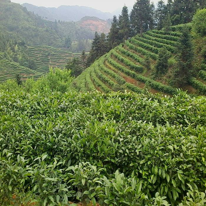 桂东高山茶