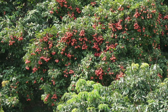 灵山百年荔枝示范区     沙丽/摄