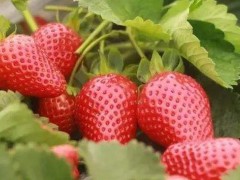 合江草莓