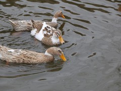 清水肉鸭