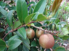 东安油茶