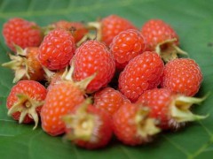沅陵山泡子