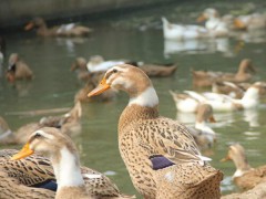 麻阳麻鸭