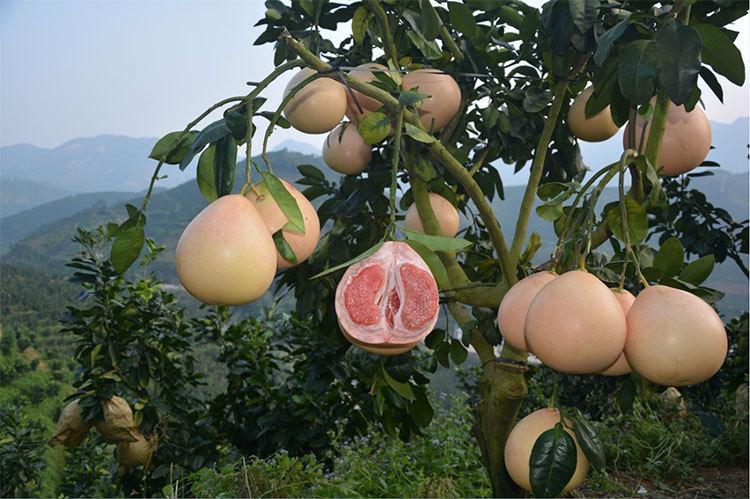 红心蜜柚是一种肉质为红色的美味水果