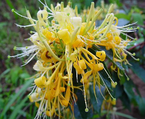 湘蕾金银花