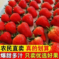 草莓新鲜现摘孕妇水果应季奶油草莓烘焙红颜99牛奶大草莓