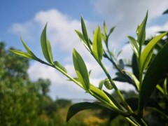 台山白云茶