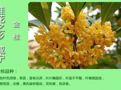 咸宁桂花