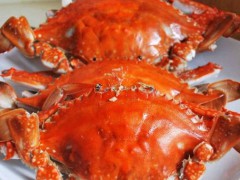 葫芦岛海蟹