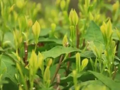 巴东真香茗