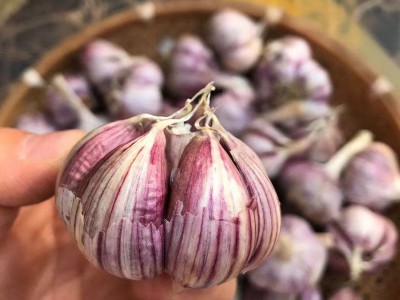 甘肃特产民乐洪水大蒜紫皮大蒜多瓣蒜新鲜干蒜图2