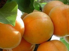 新密特产-新密密香杏