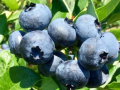 安图县特产-安图蓝莓