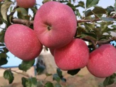 榆阳区特产-榆林山地苹果