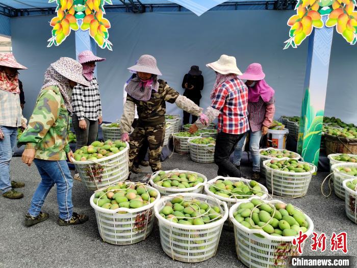 中国最大芒果生产基地广西百色鲜果上市预计今年产量125万吨
