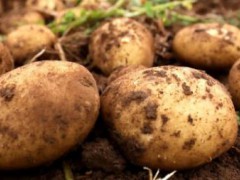 宣威市特产-宣威土豆