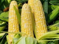 肇源县特产-大庆特种玉米