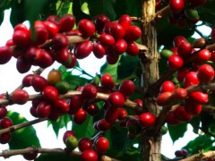思茅区特产-思茅小粒种咖啡