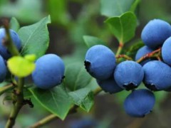 伊春区特产-五营镇蓝莓