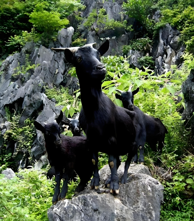 马山黑山羊