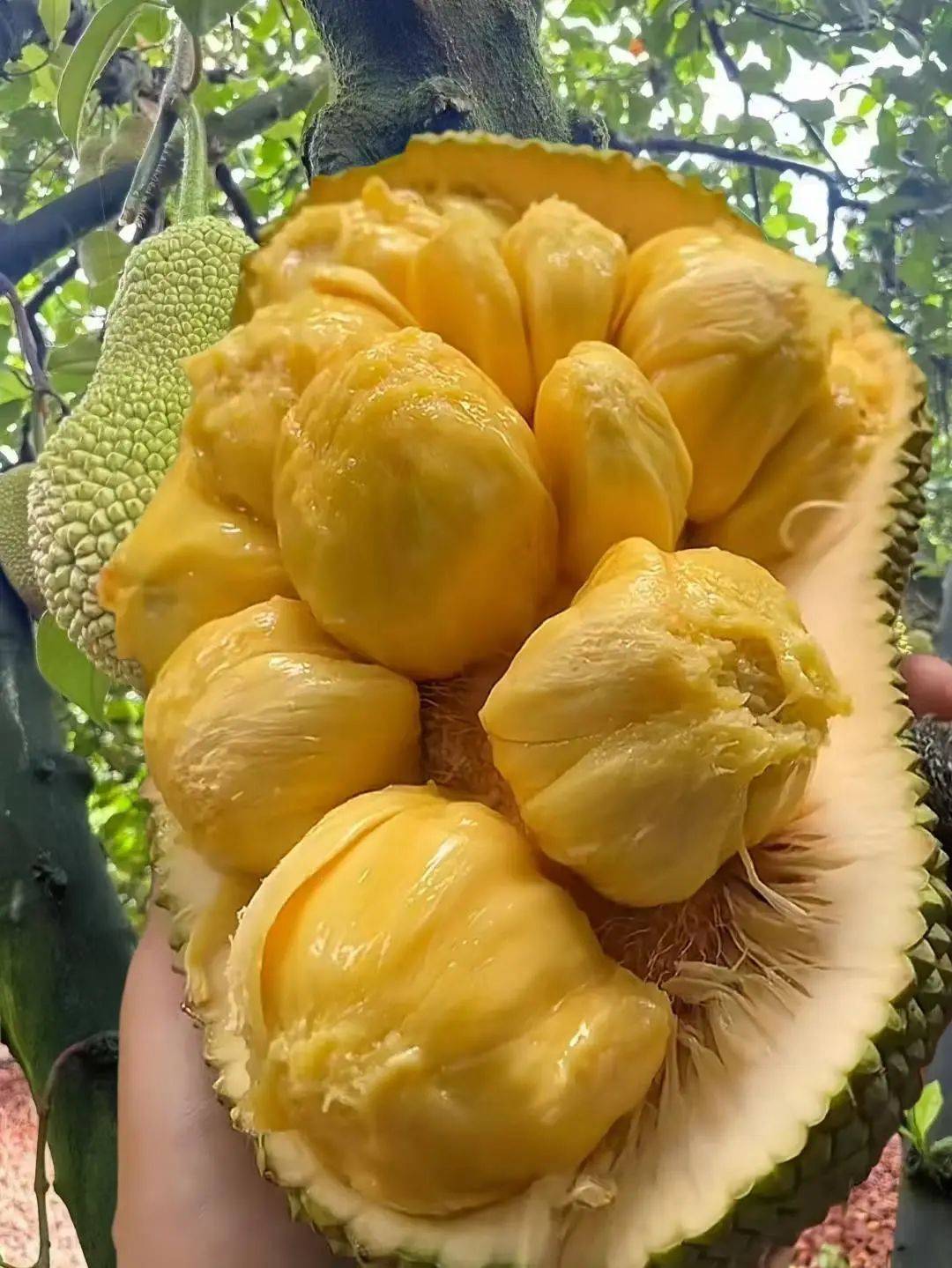 海南三亚榴莲蜜