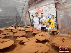 评论：黑土特产冲“国潮”，长春都市圈农业破局之道何在？